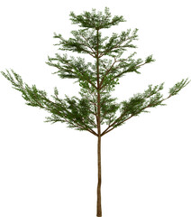 tree 3d render  on white  background