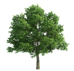 tree 3d render  on white  background