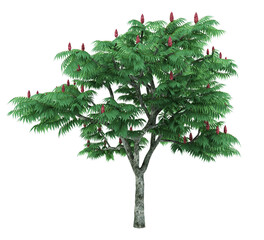 tree 3d render  on white  background