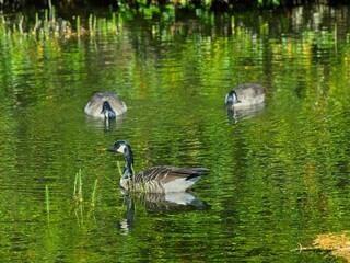 Three Canadian geese feeding on the surface on a lake, sunny fall day