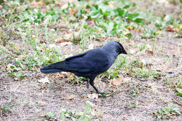 A jackdaw bird walks and searching a food. The jackdaw is walking on the ground at the autumn