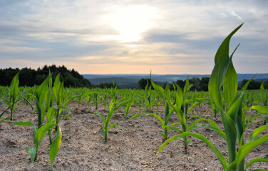 Babymais und Sonnenaufgang