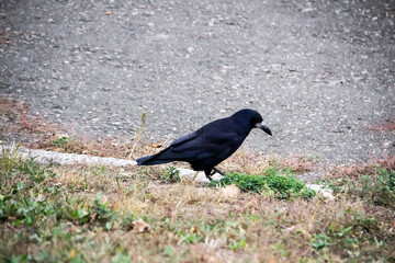 A Rook bird is walking and searching a food in the ground. Beautiful strong dark rook bird.