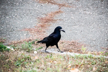 A Rook bird is walking and searching a food in the ground. Beautiful strong dark rook bird.
