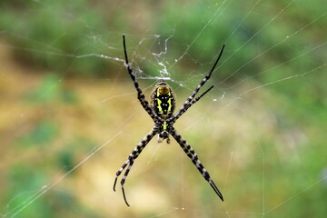 spider on the web