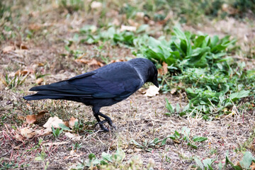 Fototapeta premium A jackdaw bird walks and searching a food. The jackdaw is walking on the ground at the autumn
