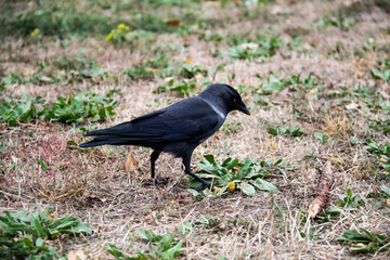 A jackdaw bird walks and searching a food. The jackdaw is walking on the ground at the autumn