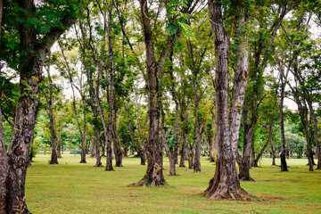 Trees  in the park for design and background