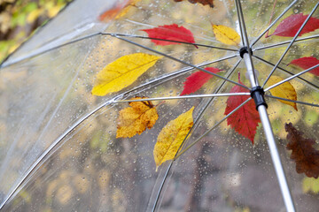 Transparent umbrella with leaves of different trees