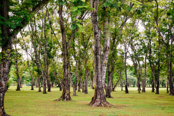 Fototapeta premium Trees in the park for design and background