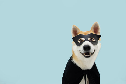 Funny akita dog celebrating halloween or carnival with a black hero costume. Isolated on blue backgorund.
