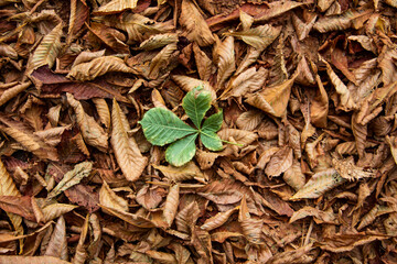 Dry leaves chestnut cover the ground. Nature of brown texture leaves. Texture of autumn leaves with one green leaf