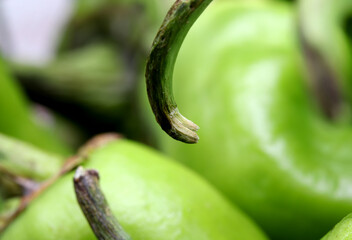 organic and fresh green peppers 