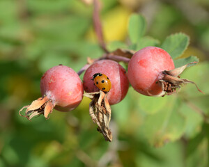 Ladybug crawling on rose hips 