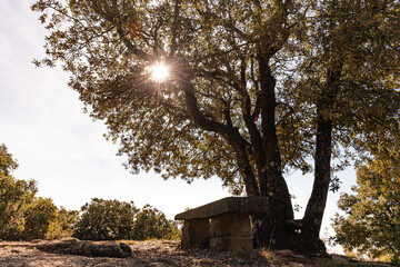 banco bajo un árbol en el bosque
