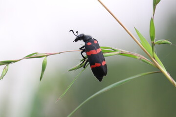 beetle on a leaf