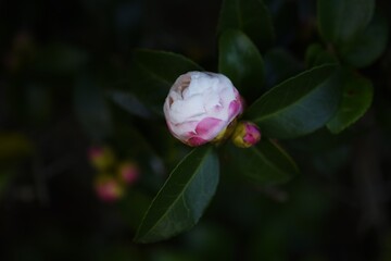 Sasanqua (Camellia Japonica) flowers / Theaceae evergerrn tree.