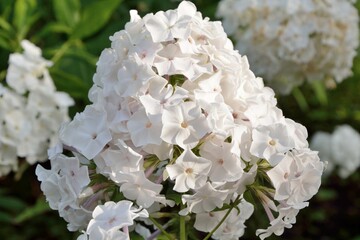 White phlox  in the sunny garden close-up