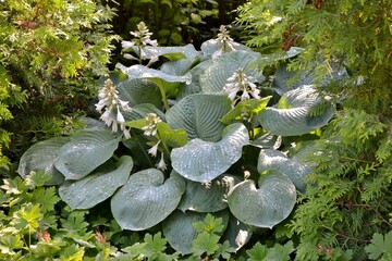 Majestic hosta with blue leaves "Blue angel"  with drops of water after rain in the garden close up .
