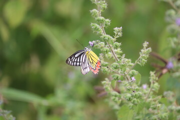 butterfly on a flower