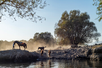 wild buffalos in lake Erciyes Mountain Kayseri, Turkey