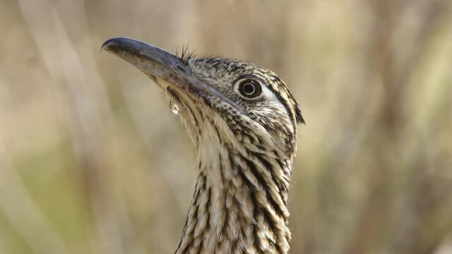 Greater roadrunner looking around, New Mexico, USA