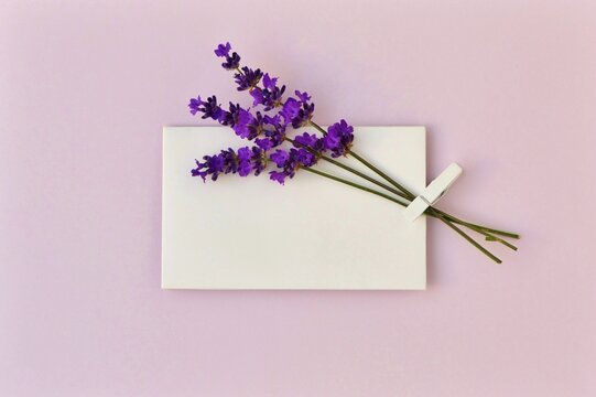 Bunch of lavender on an empty white card with free space for text on a lilac background