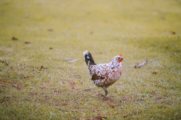 Feral Chickens, Kokee State Park Campground, Kauai, Hawaii
