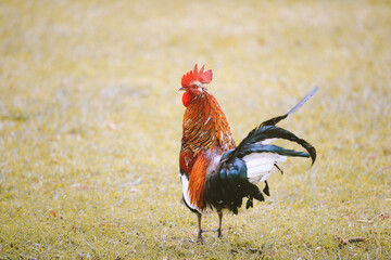 Feral Chickens, Kokee State Park Campground, Kauai, Hawaii
