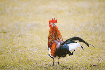 Feral Chickens, Kokee State Park Campground, Kauai, Hawaii
