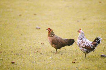 Feral Chickens, Kokee State Park Campground, Kauai, Hawaii
