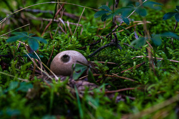 Apioperdon pyriforme Pear dusting mushroom fungus in colourful autumn forest