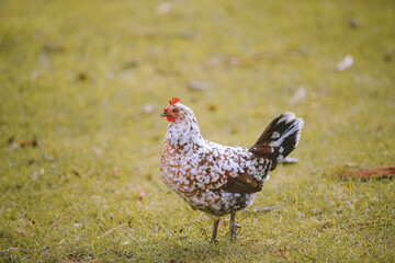 Feral Chickens, Kokee State Park Campground, Kauai, Hawaii
