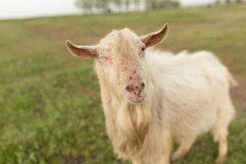 White domestic goat on a farm on a green lawn at sunset. Home farm