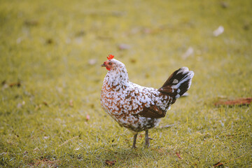 Feral Chickens, Kokee State Park Campground, Kauai, Hawaii
