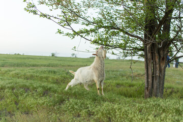 Fototapeta premium A white goat grazing in a meadow near a farm is eating green leaves from a tree branch