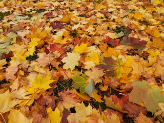 Autumn leaf litter in garden