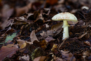 Amanita citrina Yellow death cap mushroom fungus in colourful autumn forest