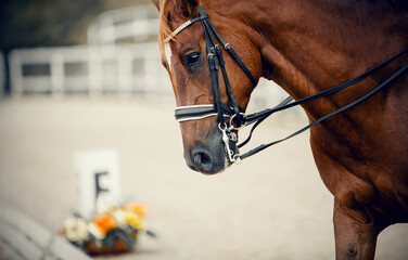 Obraz premium Portrait sports red stallion in the double bridle.