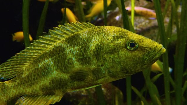 Close up of cichlid fish floating underwater