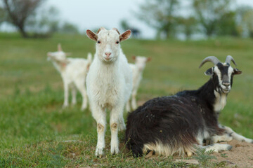 A herd of goats walking on a green meadow on a farm