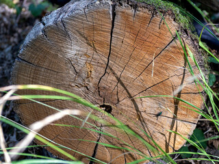 Fototapeta premium A section of wood,a stump with the structure of dried fiber,the texture of wood on a Sunny day in the forest.