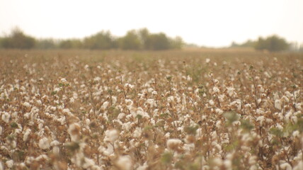 family collects cotton