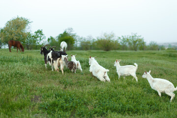 A herd of goats walking on a green meadow on a farm