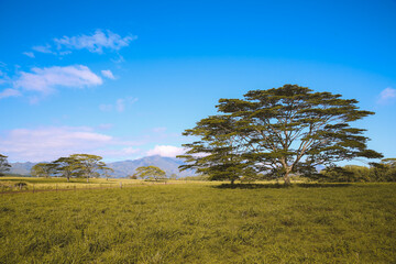 Obraz premium Ranch in Kauai island, Hawaii