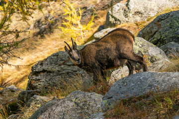 chamois in the italian alps, gran paradiso national park, valle d'aosta