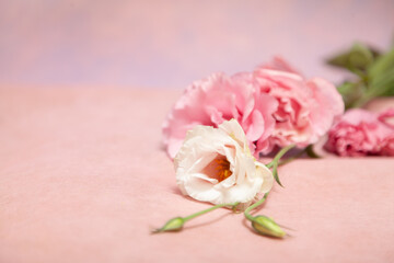 Pink and cream eustoma flowers on delicate pink background