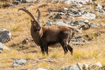 capra ibex in the italian alps, gran paradiso national park, valle d'aosta