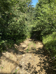footpath in the woods