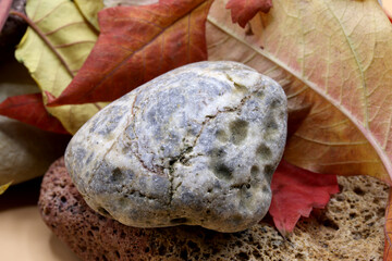 autumn leaves on a stone